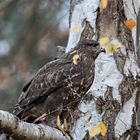 Bussard