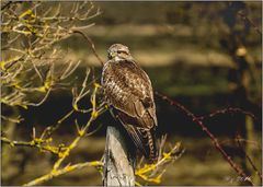 Bussard