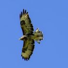 Bussard