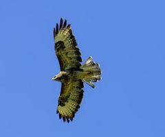 Bussard