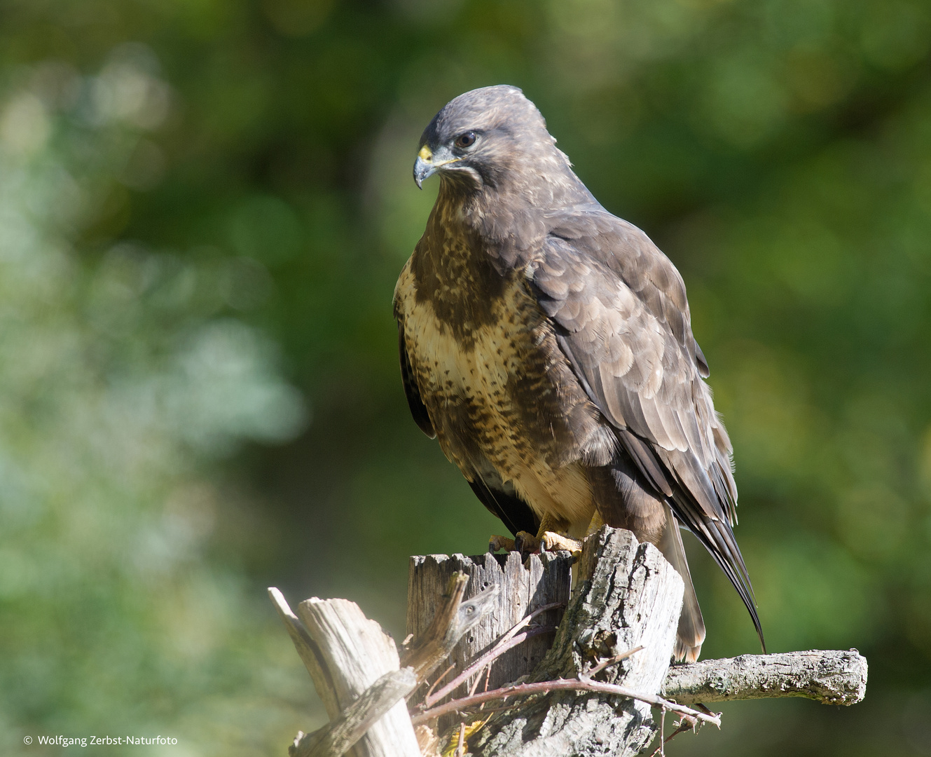 --- Bussard 5---  Buteo buteo )