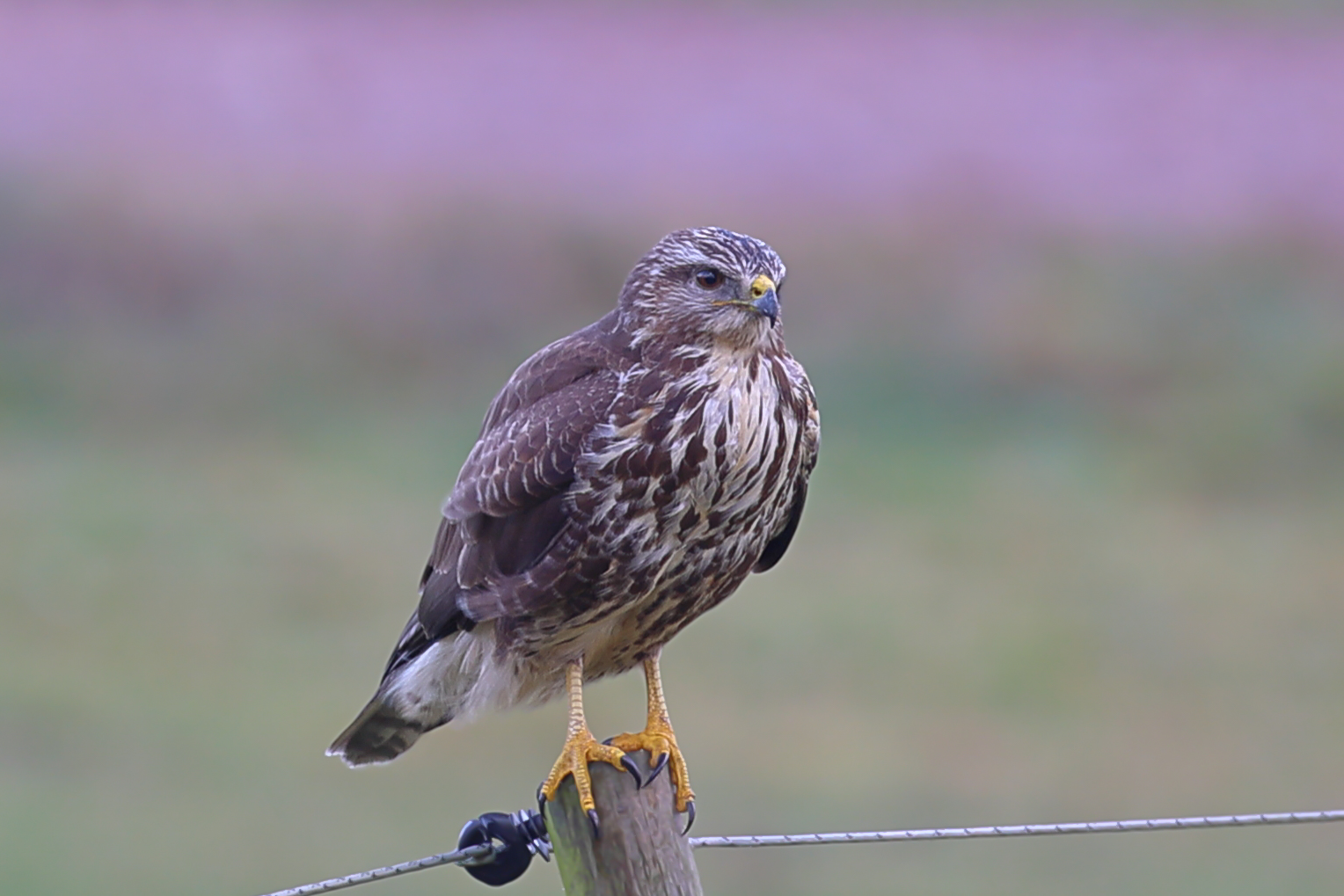 Bussard