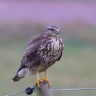 Bussard