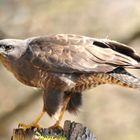 Bussard