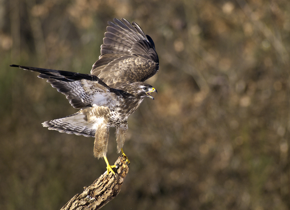 Bussard