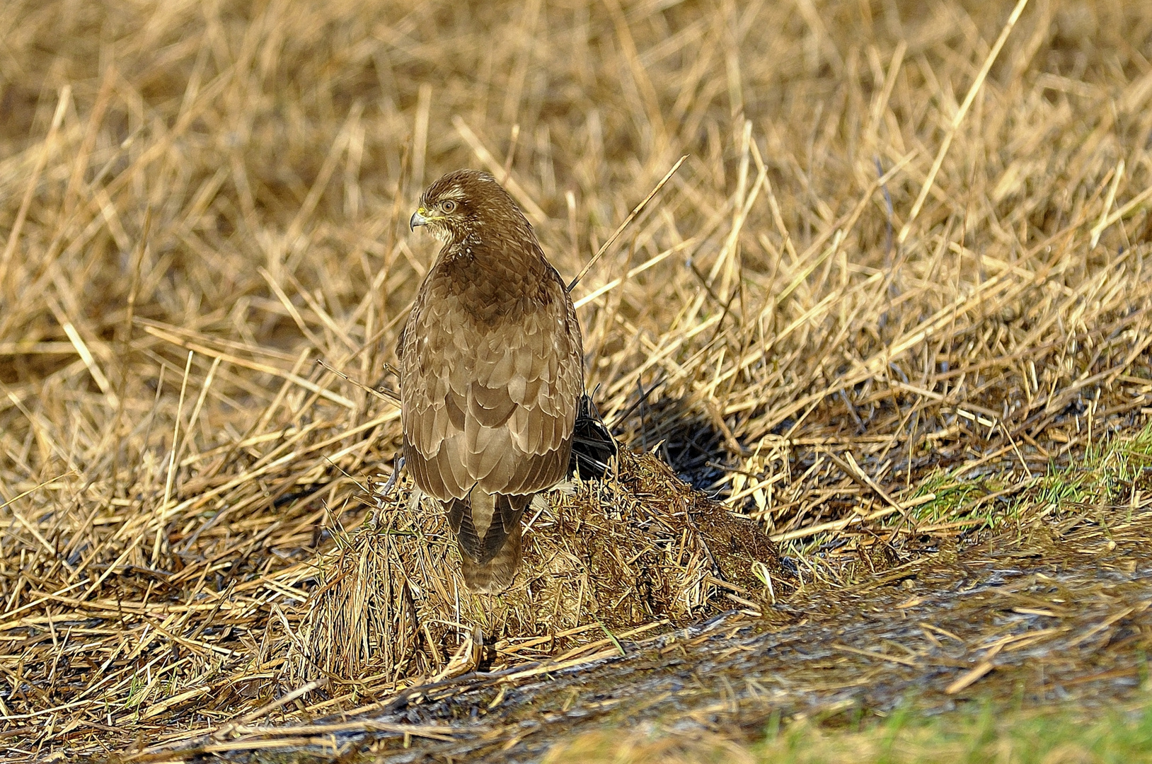 Bussard