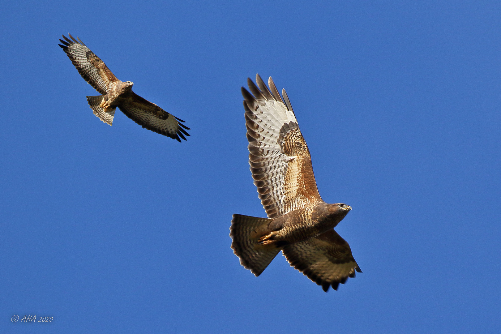 Bussard