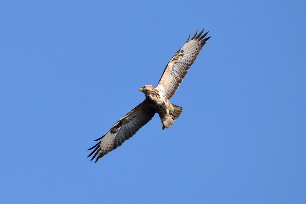 Bussard