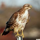 Bussard