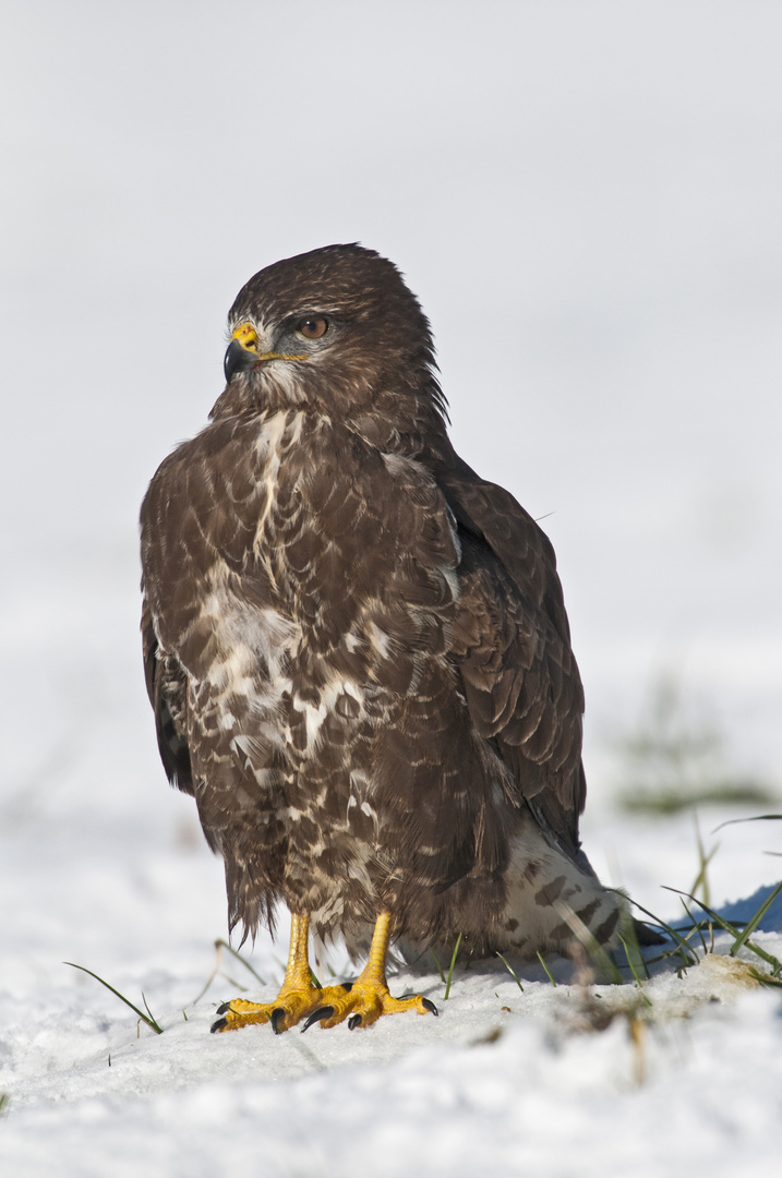 Bussard