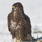 Bussard