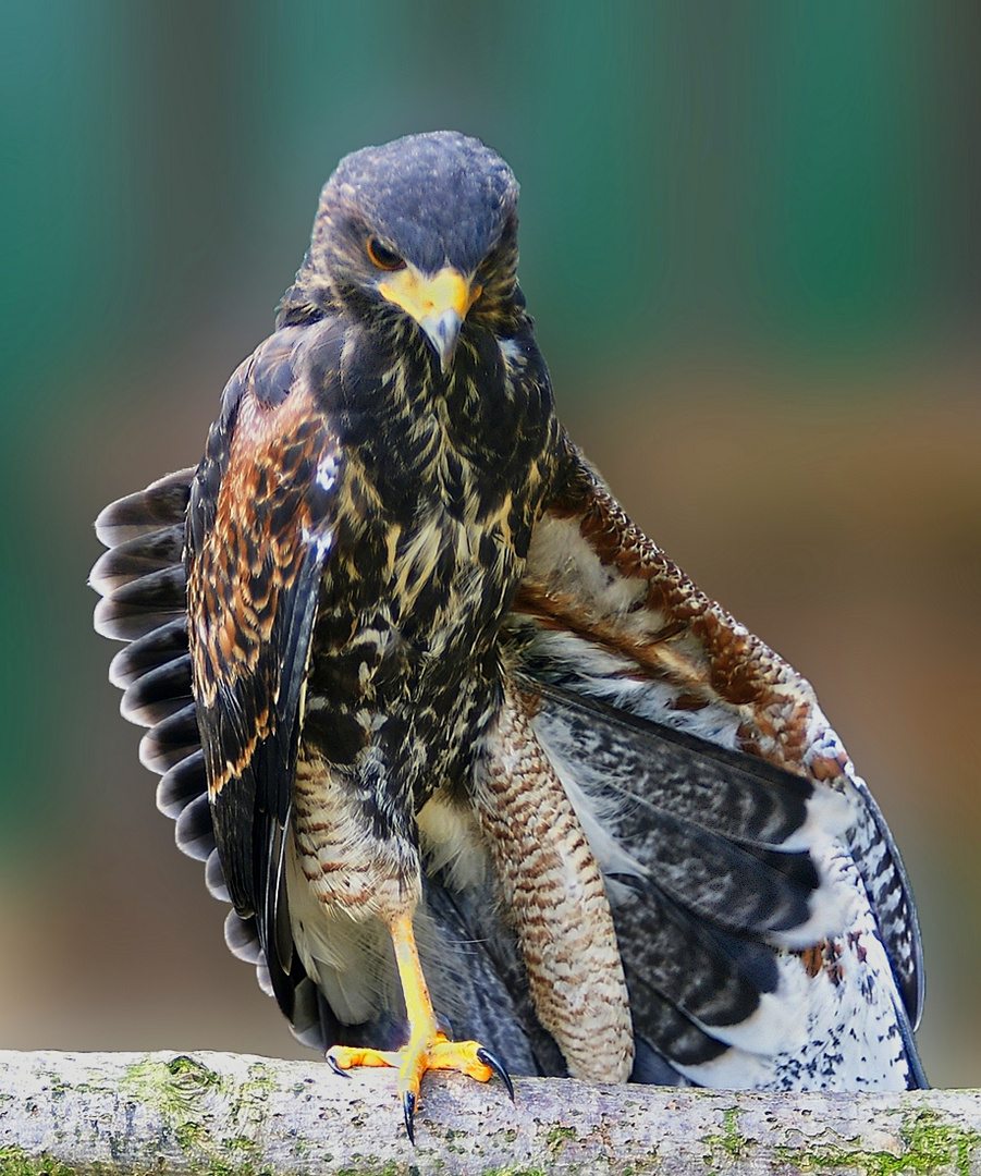 Bussard