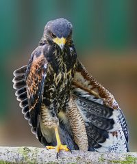 Bussard