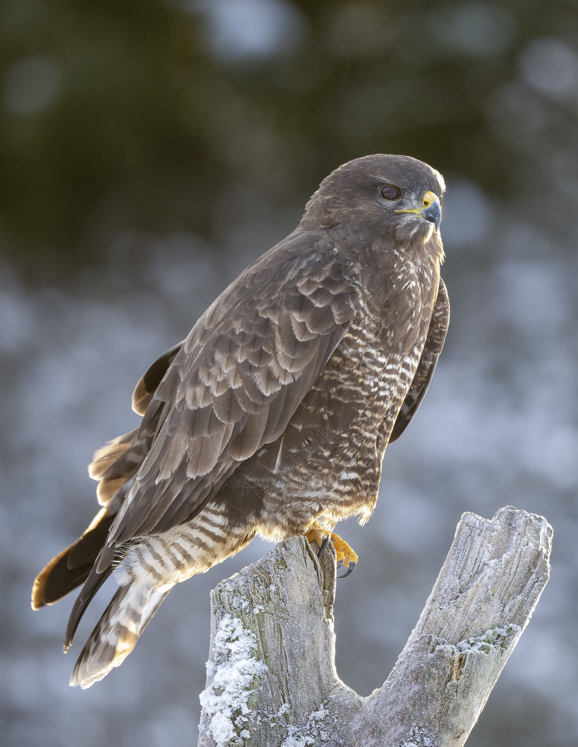 Bussard