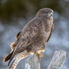 Bussard