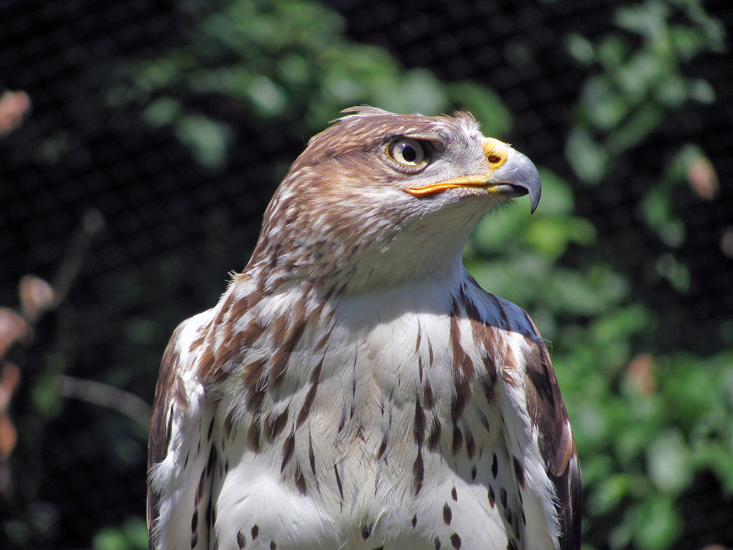 Bussard