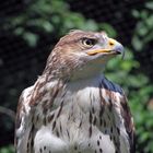 Bussard