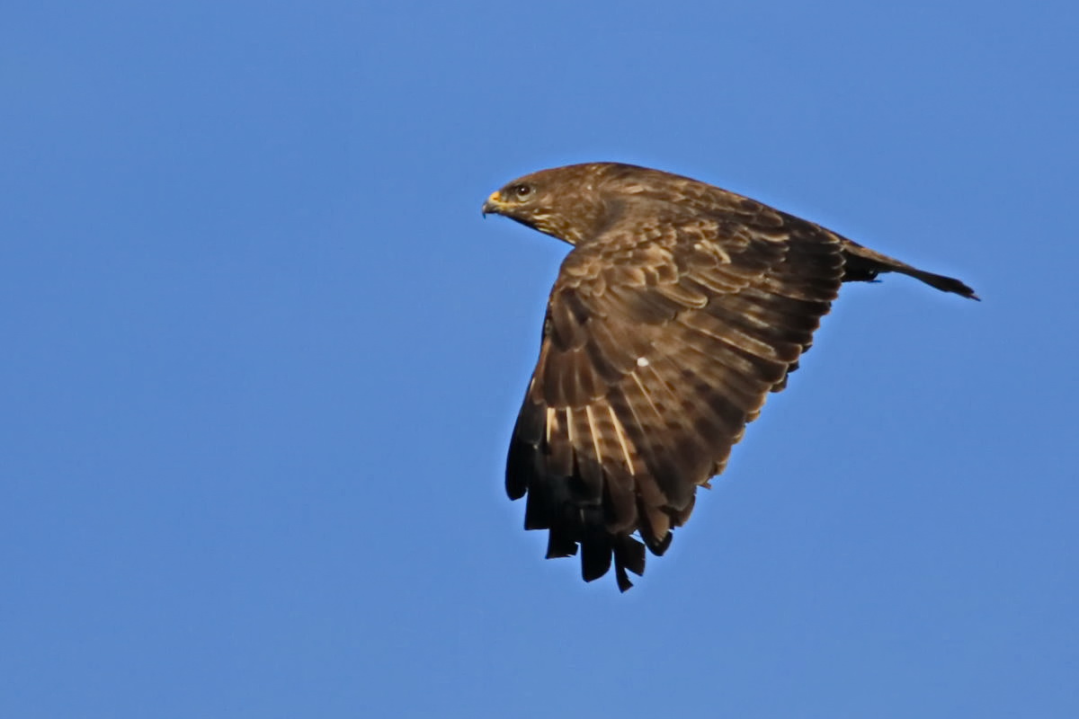 Bussard