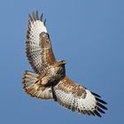 Bussard