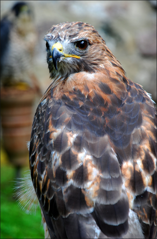 Bussard