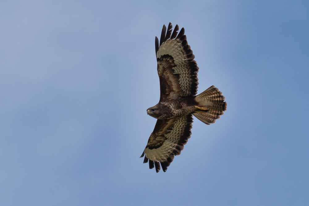 Bussard