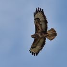 Bussard