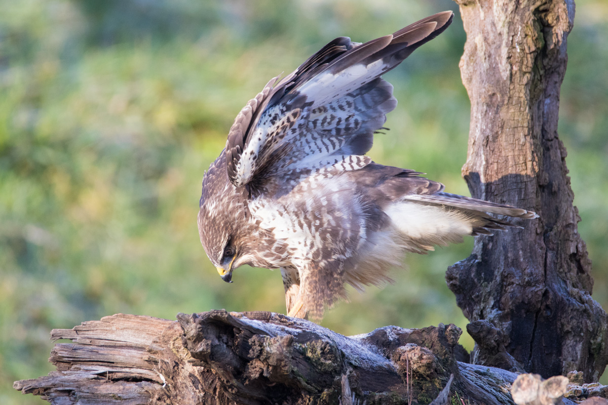 Bussard Foto & Bild tiere, wildlife, wildlife luderfutterplätze
