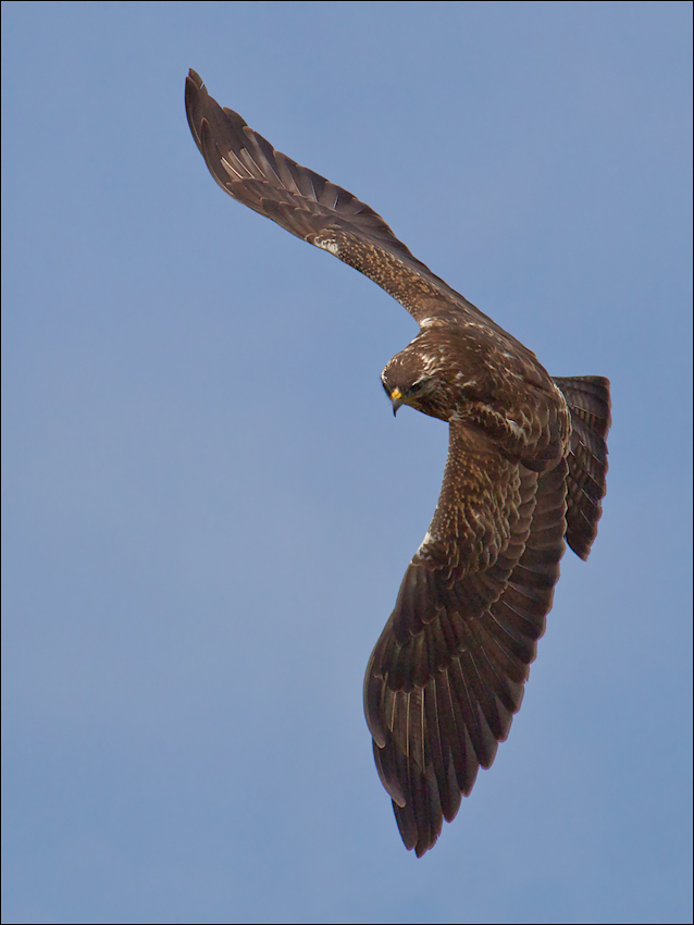 Bussard