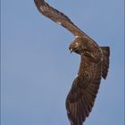 Bussard