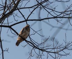 Bussard 