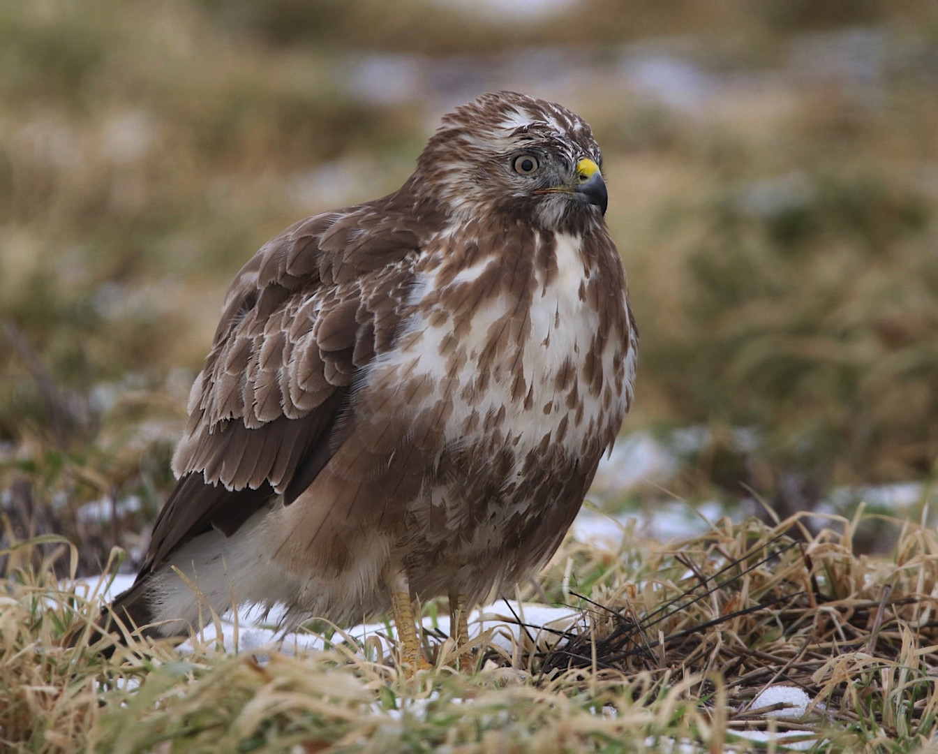 Bussard 