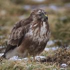 Bussard 