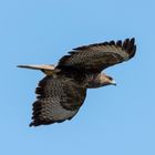 Bussard