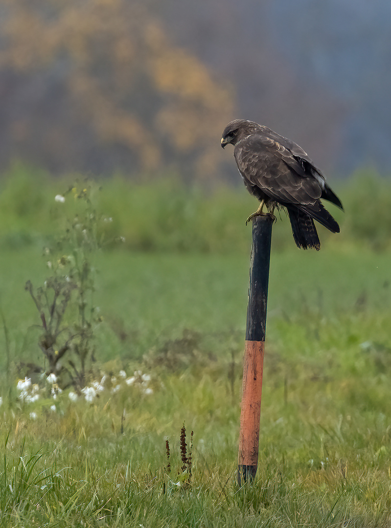 Bussard...