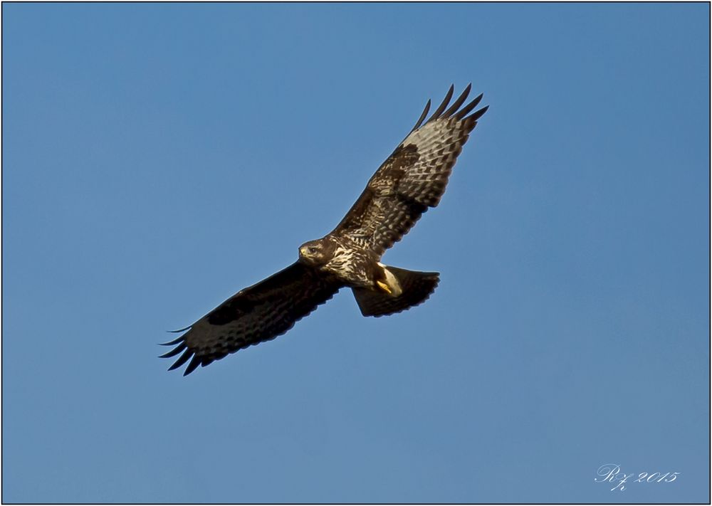 Bussard