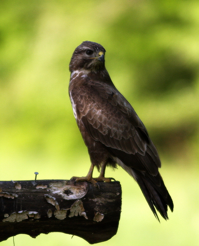 Bussard