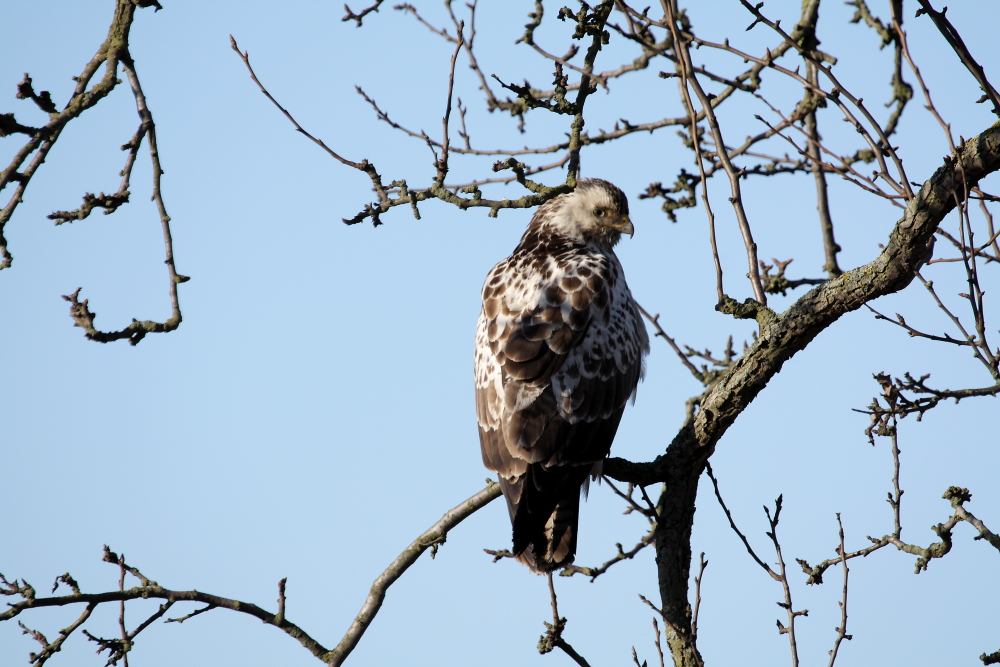 Bussard