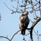 Bussard