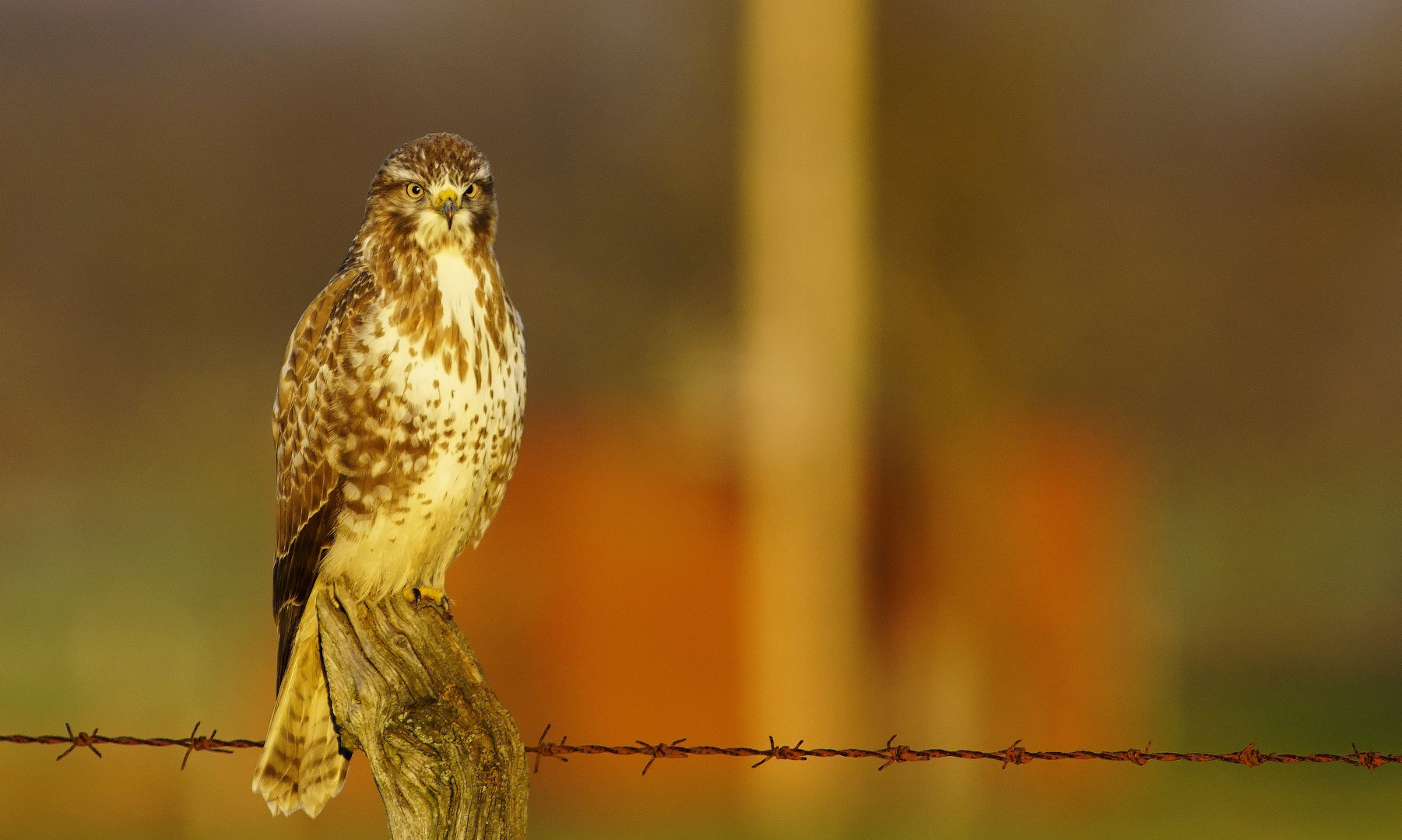 Bussard.