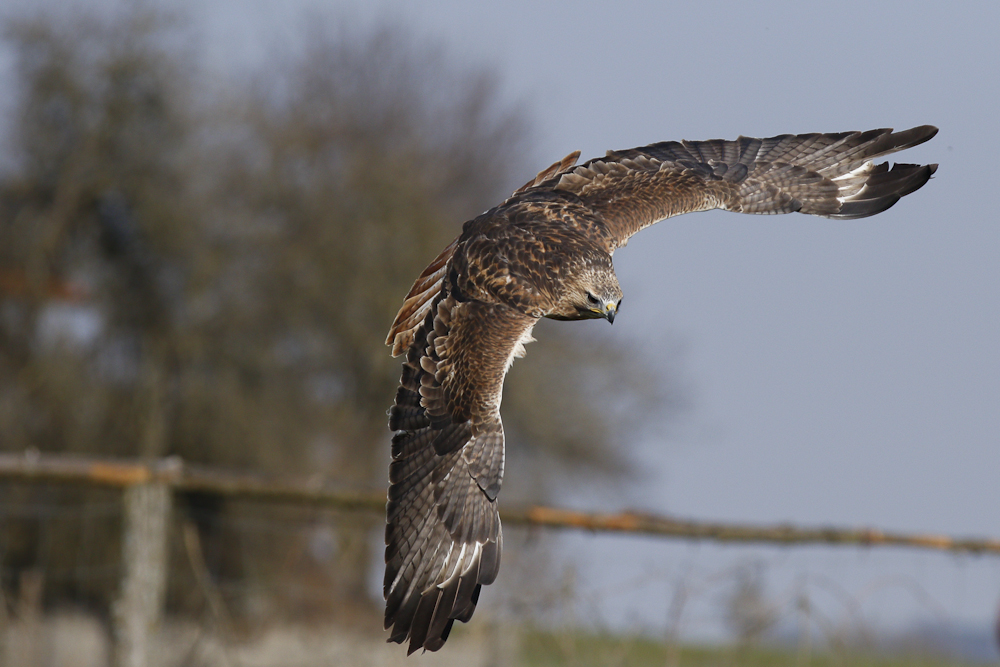 Bussard