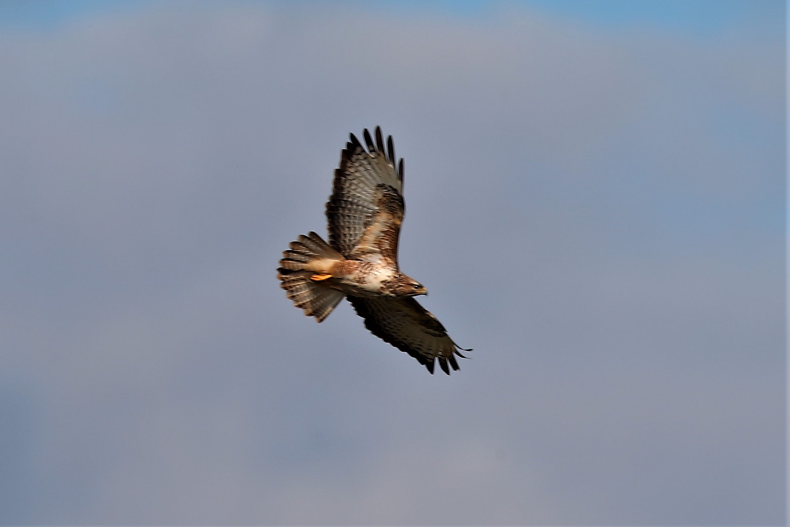 Bussard