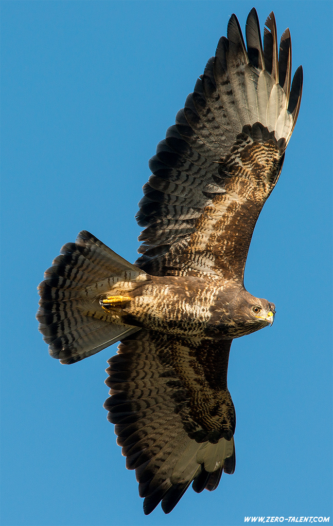 Bussard