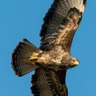 Bussard