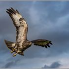 Bussard