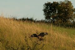 Bussard