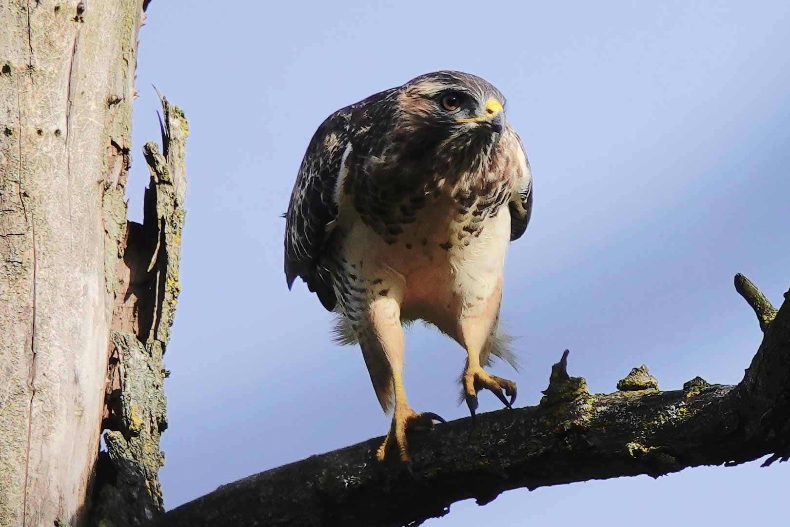 BUSSARD