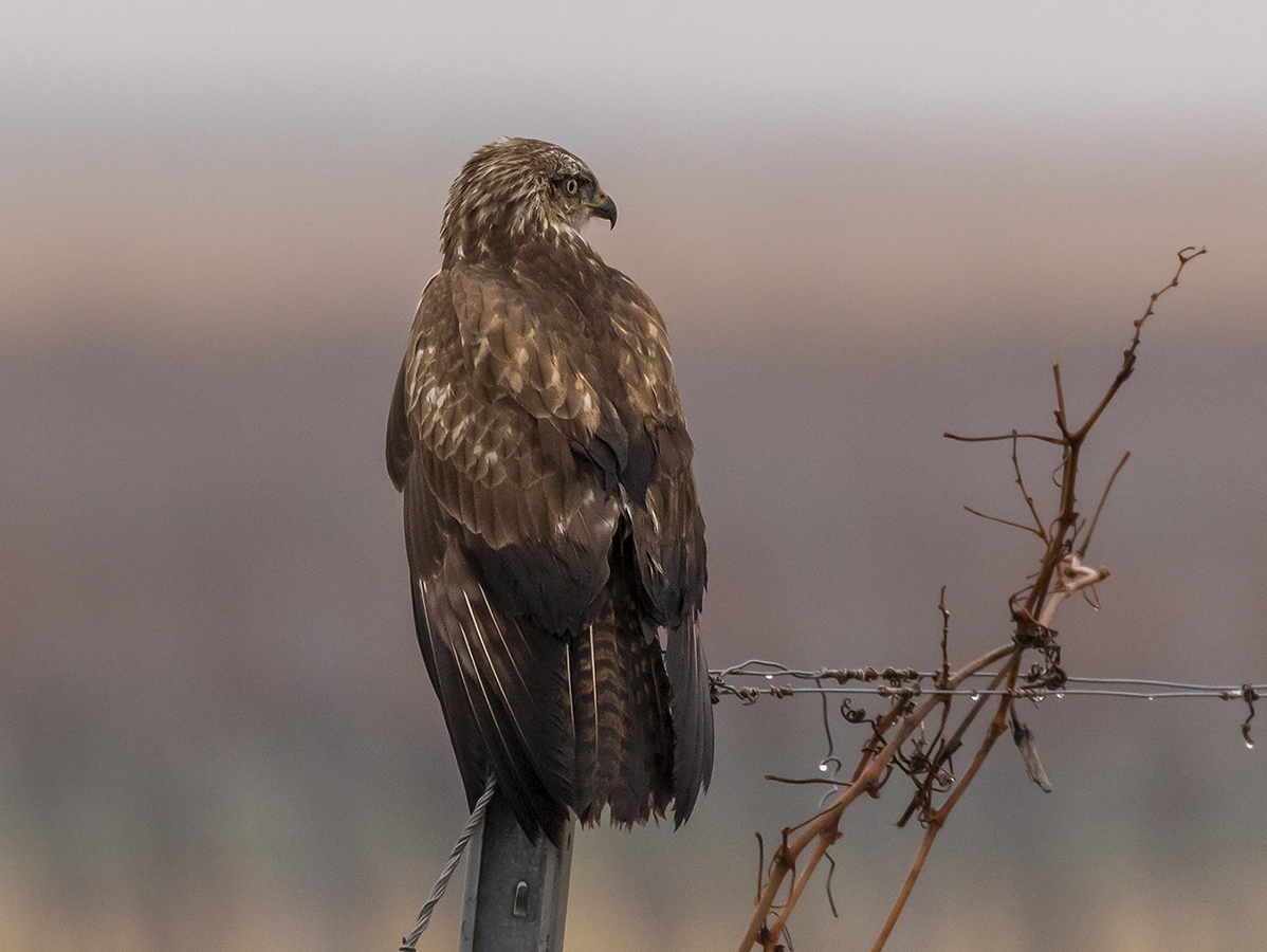Bussard Foto & Bild tiere, wildlife, wild lebende vögel Bilder auf