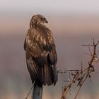 Bussard