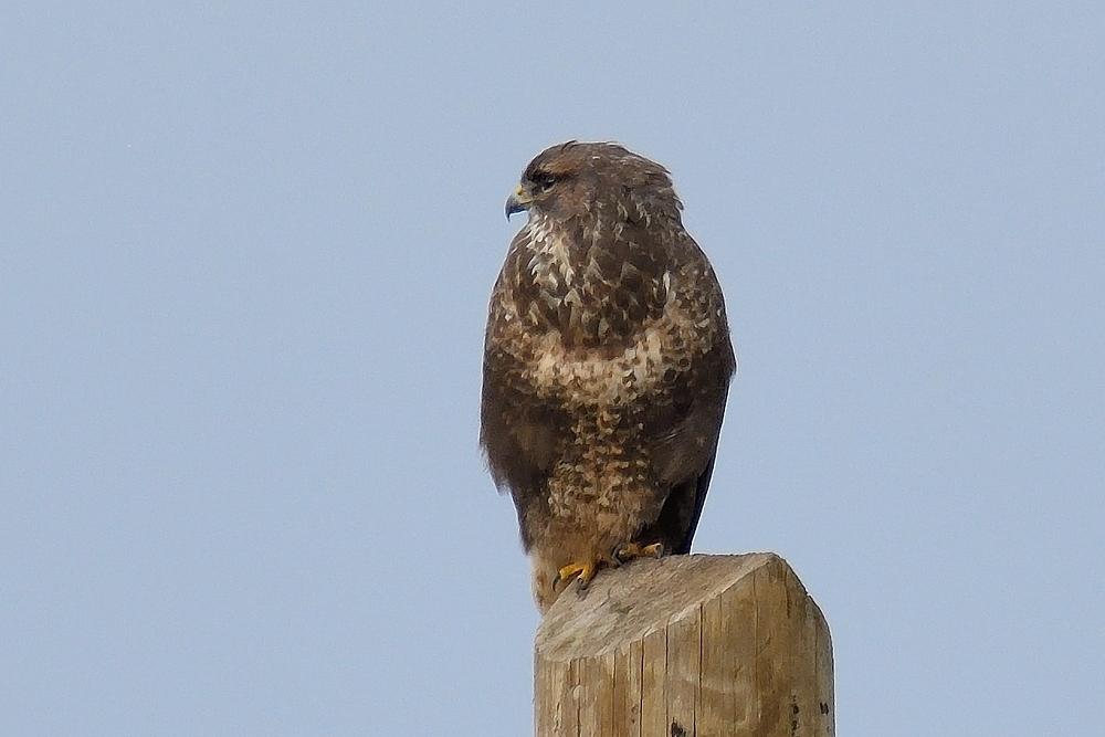 Bussard