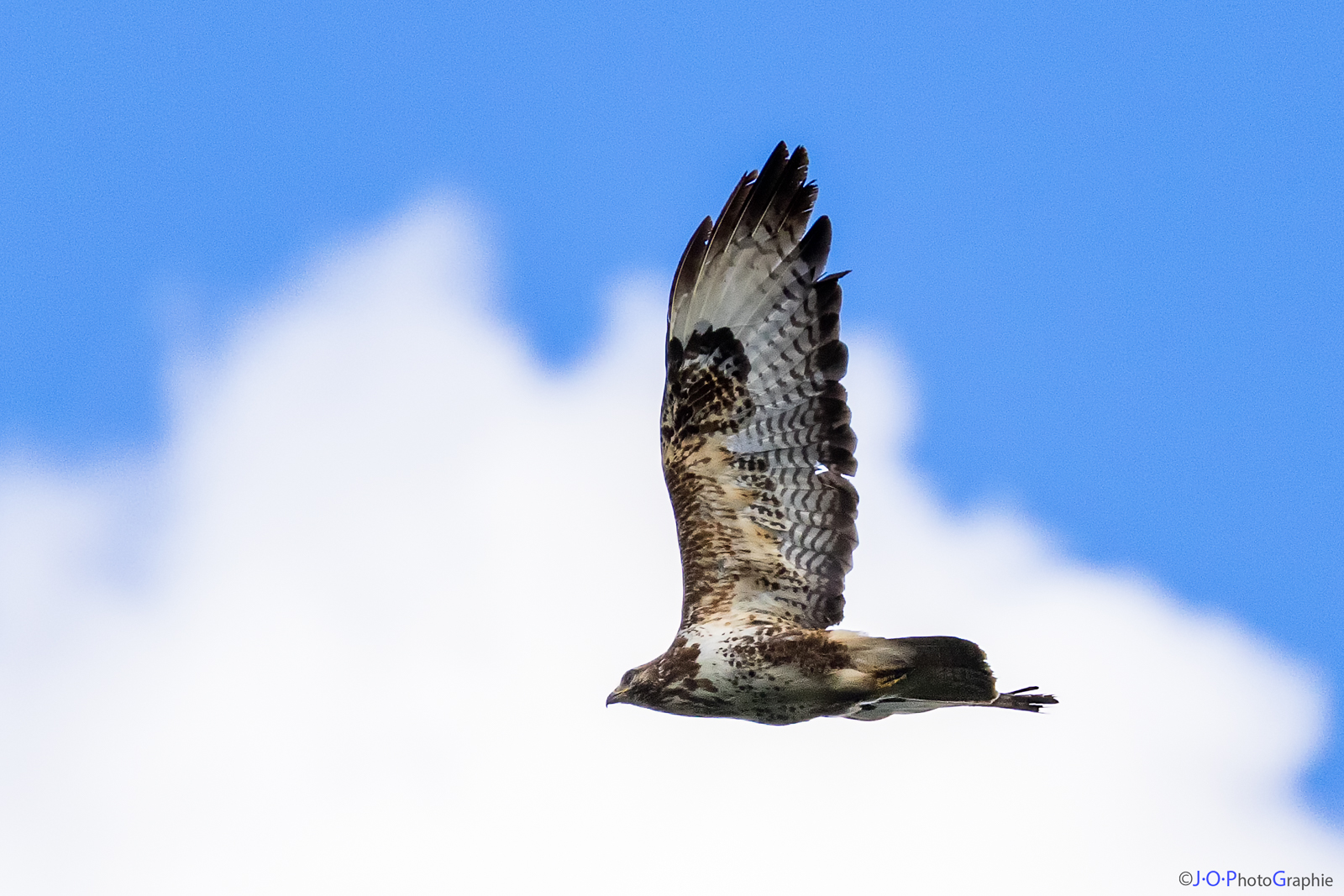 Bussard